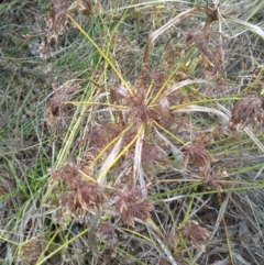 Cyperus eragrostis at Watson, ACT - 30 May 2022