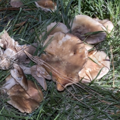 zz agaric (stem; gills not white/cream) at Yarralumla, ACT - 16 May 2022 by AlisonMilton