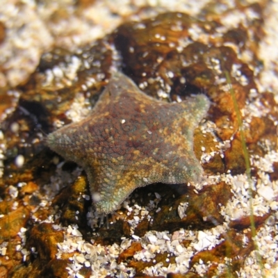 Parvulastra exigua (Rock pool seastar) at Tomakin, NSW - 29 May 2022 by MatthewFrawley