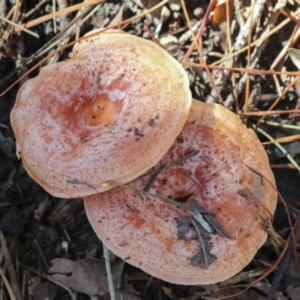 Lactarius deliciosus at Yarralumla, ACT - 16 May 2022