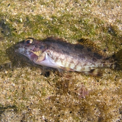 Unidentified Marine Fish Uncategorised at Guerilla Bay, NSW - 29 May 2022 by MatthewFrawley