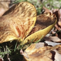 Suillus sp. (A bolete ) at Yarralumla, ACT - 16 May 2022 by AlisonMilton