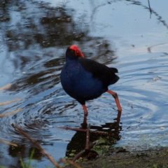 Porphyrio melanotus (Australasian Swamphen) at Tomakin, NSW - 29 May 2022 by MatthewFrawley