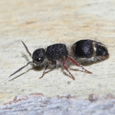 Eurymutilla sp. (genus) (Mutillid wasp or velvet ant) at Acton, ACT - 10 Apr 2022 by TimL