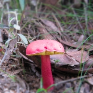 Boletellus obscurecoccineus at Countegany, NSW - 1 Apr 2018