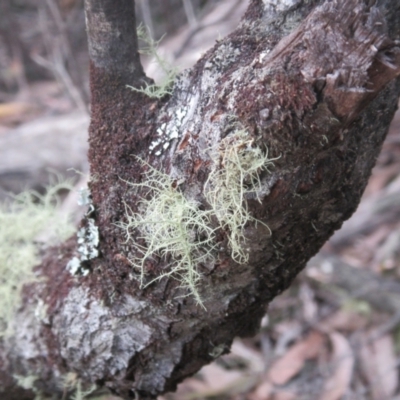 Usnea sp. (genus) (Bearded lichen) at Wadbilliga National Park - 1 Apr 2018 by JimL
