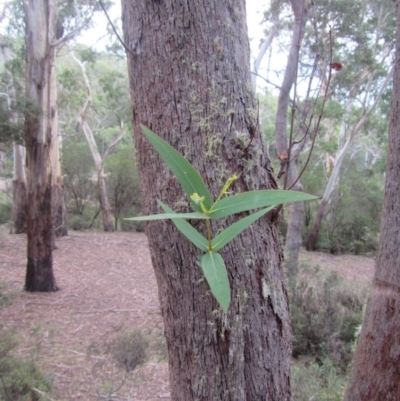 Eucalyptus radiata subsp. robertsonii (Robertson's Peppermint) at Wadbilliga National Park - 1 Apr 2018 by JimL