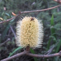 Banksia marginata (Silver Banksia) at Wadbilliga National Park - 1 Apr 2018 by JimL