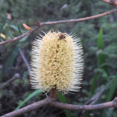 Banksia marginata (Silver Banksia) at Countegany, NSW - 1 Apr 2018 by JimL