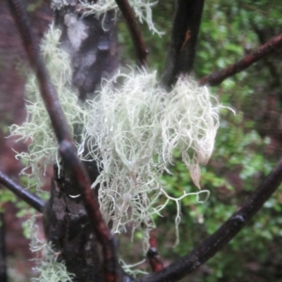 Usnea sp. (genus) (Bearded lichen) at Tidbinbilla Nature Reserve - 8 Aug 2020 by JimL