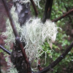 Usnea sp. (genus) at Paddys River, ACT - 8 Aug 2020 04:54 PM