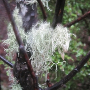 Usnea sp. (genus) at Paddys River, ACT - 8 Aug 2020 04:54 PM