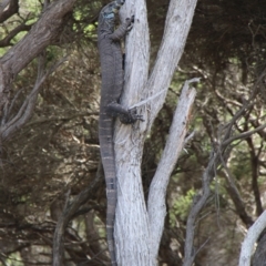 Varanus varius (Lace Monitor) at Green Cape, NSW - 25 Jan 2019 by JimL