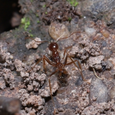 Aphaenogaster longiceps (Funnel ant) at ANBG - 10 Apr 2022 by TimL