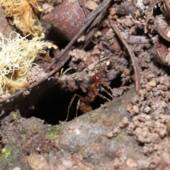 Aphaenogaster longiceps at Acton, ACT - 10 Apr 2022