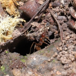 Aphaenogaster longiceps at Acton, ACT - 10 Apr 2022