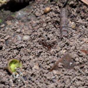 Aphaenogaster longiceps at Acton, ACT - 10 Apr 2022