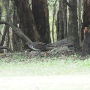 Menura novaehollandiae at Green Cape, NSW - 27 Jan 2019 07:20 AM