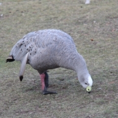 Cereopsis novaehollandiae (Cape Barren Goose) at Triabunna, TAS - 18 Apr 2018 by JimL