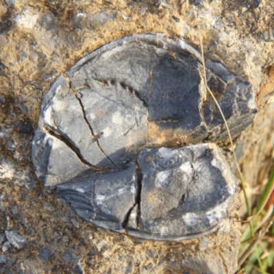 Unidentified Fossil / Geological Feature at Triabunna, TAS - 18 Apr 2018 by JimL