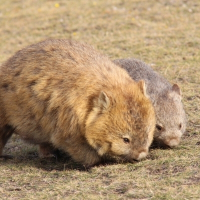 Vombatus ursinus (Bare-nosed Wombat) at Triabunna, TAS - 18 Apr 2018 by JimL