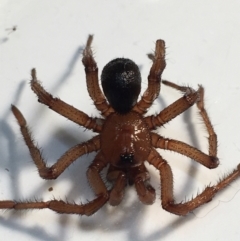 Idiopidae (family) (Armoured or Spiny Trapdoor Spider) at Yass River, NSW - 30 May 2022 by JonLewis