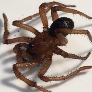 Idiopidae (family) at Yass River, NSW - 30 May 2022