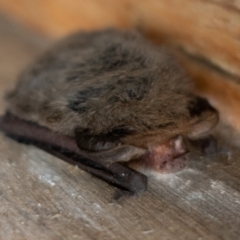 Nyctophilus geoffroyi (Lesser Long-eared Bat) at Cotter River, ACT - 27 May 2022 by Jek