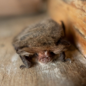 Nyctophilus geoffroyi at Cotter River, ACT - 27 May 2022