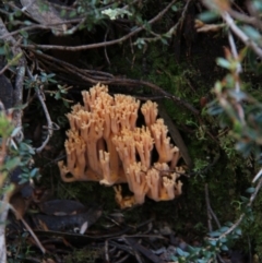 Unidentified Coralloid fungus, markedly branched at Mount Field, TAS - 25 Apr 2018 by JimL