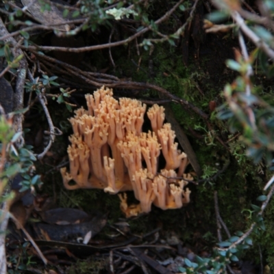 Ramaria sp. (genus) (A Coral fungus) at Mount Field, TAS - 25 Apr 2018 by JimL