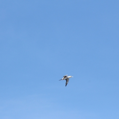 Morus serrator (Australasian Gannet) at South Bruny, TAS - 23 Apr 2018 by JimL