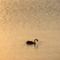 Cygnus atratus (Black Swan) at South Bruny, TAS - 23 Apr 2018 by JimL