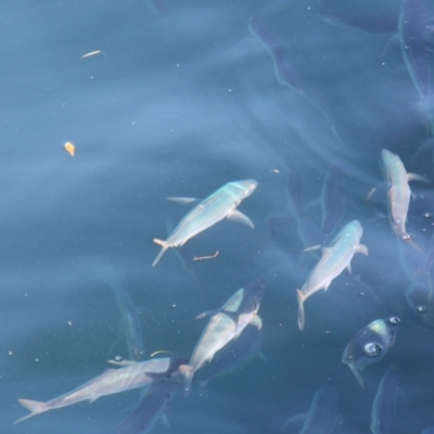 Pseudocaranx georgianus (Silver Trevally) at Triabunna, TAS - 20 Apr 2018 by JimL