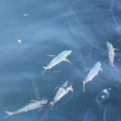 Unidentified Fish at Triabunna, TAS - 20 Apr 2018 by JimL