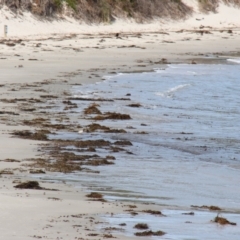 Charadrius rubricollis (Hooded Plover) at Triabunna, TAS by JimL