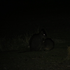Thylogale billardierii (Tasmanian pademelon) at Triabunna, TAS - 19 Apr 2018 by JimL