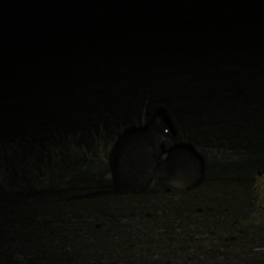 Thylogale billardierii (Tasmanian pademelon) at Triabunna, TAS - 19 Apr 2018 by JimL