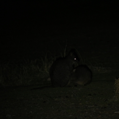 Thylogale billardierii (Tasmanian pademelon) at Triabunna, TAS - 19 Apr 2018 by JimL