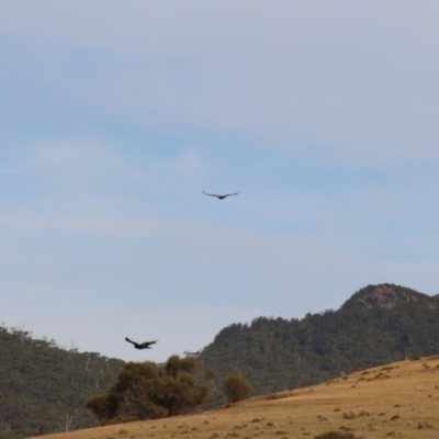 Aquila audax (Wedge-tailed Eagle) at Triabunna, TAS - 18 Apr 2018 by JimL