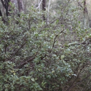 Coprosma hirtella at Brindabella, NSW - 28 May 2022