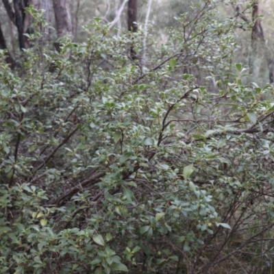 Coprosma hirtella (Currant Bush) at Brindabella, NSW - 28 May 2022 by Sarah2019