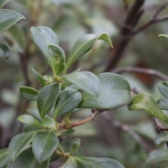 Coprosma hirtella at Brindabella, NSW - 28 May 2022