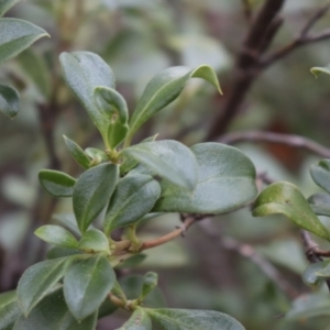 Coprosma hirtella at Brindabella, NSW - 28 May 2022