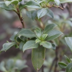 Coprosma hirtella at Brindabella, NSW - 28 May 2022