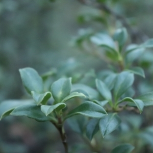 Coprosma hirtella at Brindabella, NSW - 28 May 2022