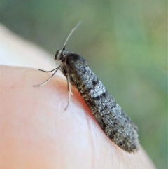 Lepidoscia adelopis, annosella and similar species (A Case moth) at Aranda, ACT - 20 Apr 2022 by CathB