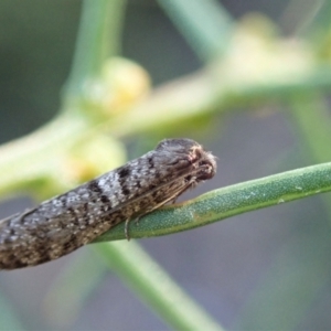 Lepidoscia adelopis, annosella and similar species at Aranda, ACT - 20 Apr 2022