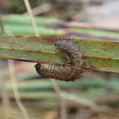 Dalodesmidae (family) (Dalodesmid flat-backed millipede) at Aranda Bushland - 21 Apr 2022 by CathB