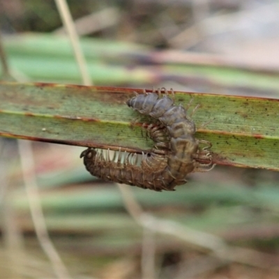 Dalodesmidae (family) (Dalodesmid flat-backed millipede) at Point 4081 - 21 Apr 2022 by CathB